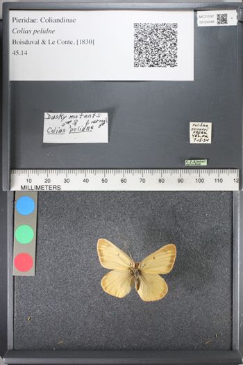 Media type: image;   Entomology 124548